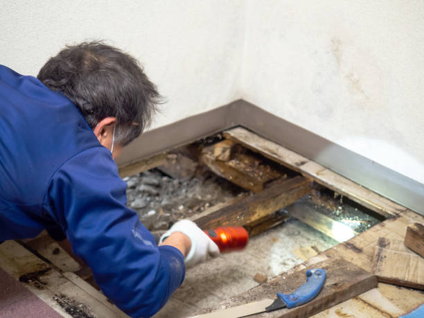 Reliable Mount Pocono, PA Mold Removal Solutions
