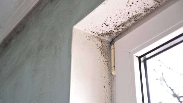 Certified Mold Removal in Mount Pocono, PA