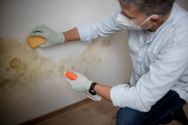 Best Mold Removal and Inspection  in Mount Pocono, PA