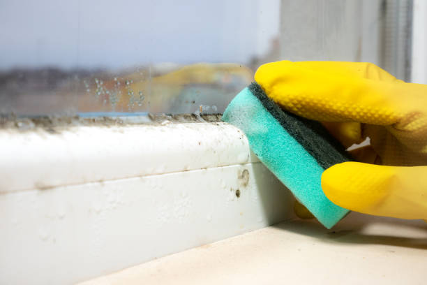 Best Residential Mold Removal  in Mount Pocono, PA