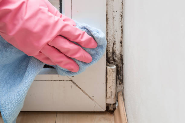 Best Crawl Space Mold Removal  in Mount Pocono, PA